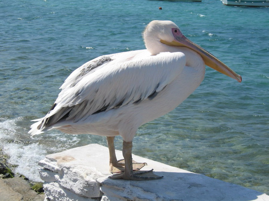  Pelikan Petros  maskota Mikonosa 